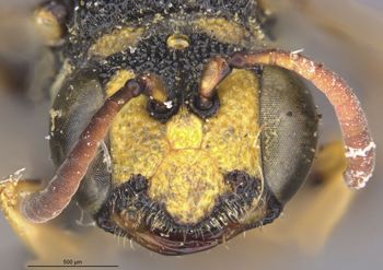 Media type: image;   Entomology 13786 Aspect: head frontal view